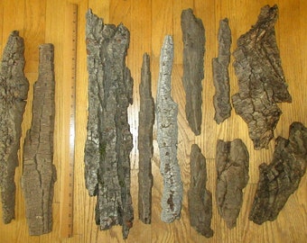 11 Long Pieces of Columbia River COTTONWOOD BARK Driftwood * 8—24". Dry, some are fairly flat, some mounded