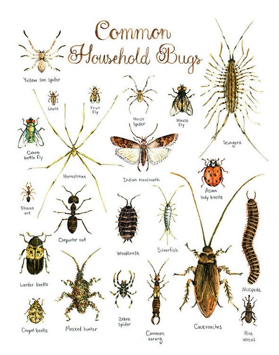 Print Common Household Bugs Watercolor Insects Painting Natural