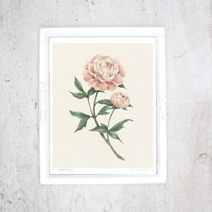 Imprimé Pivoine | illustration art print | Petit poster | Poster botanique Rustique Vintage | Fleurs | Décoration Véranda Cuisine