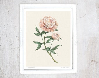 Peony poster | Illustration Art Print | Poster | Rustic vintage botanical poster | Spring flower | Art kitchen, Veranda, Living room