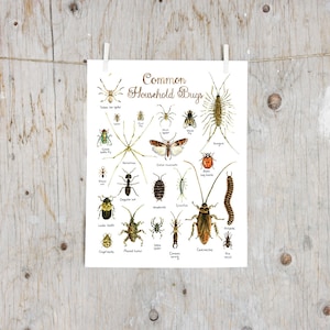 Imprimir Insectos domésticos comunes | Pintura de insectos en acuarela | Arte de Historia Natural | Clasificación de identificación de póster Insecto Minibestia