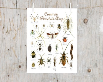 Print Common Household Bugs | Watercolor Insects painting | Natural History Art | Poster identification classification Insect Minibeast