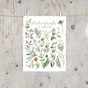 Print Medicinal Plants To Grow | Poster botanical paintings, Print medicinal plants, Herbalism | Gardening  | Alternative Medicine