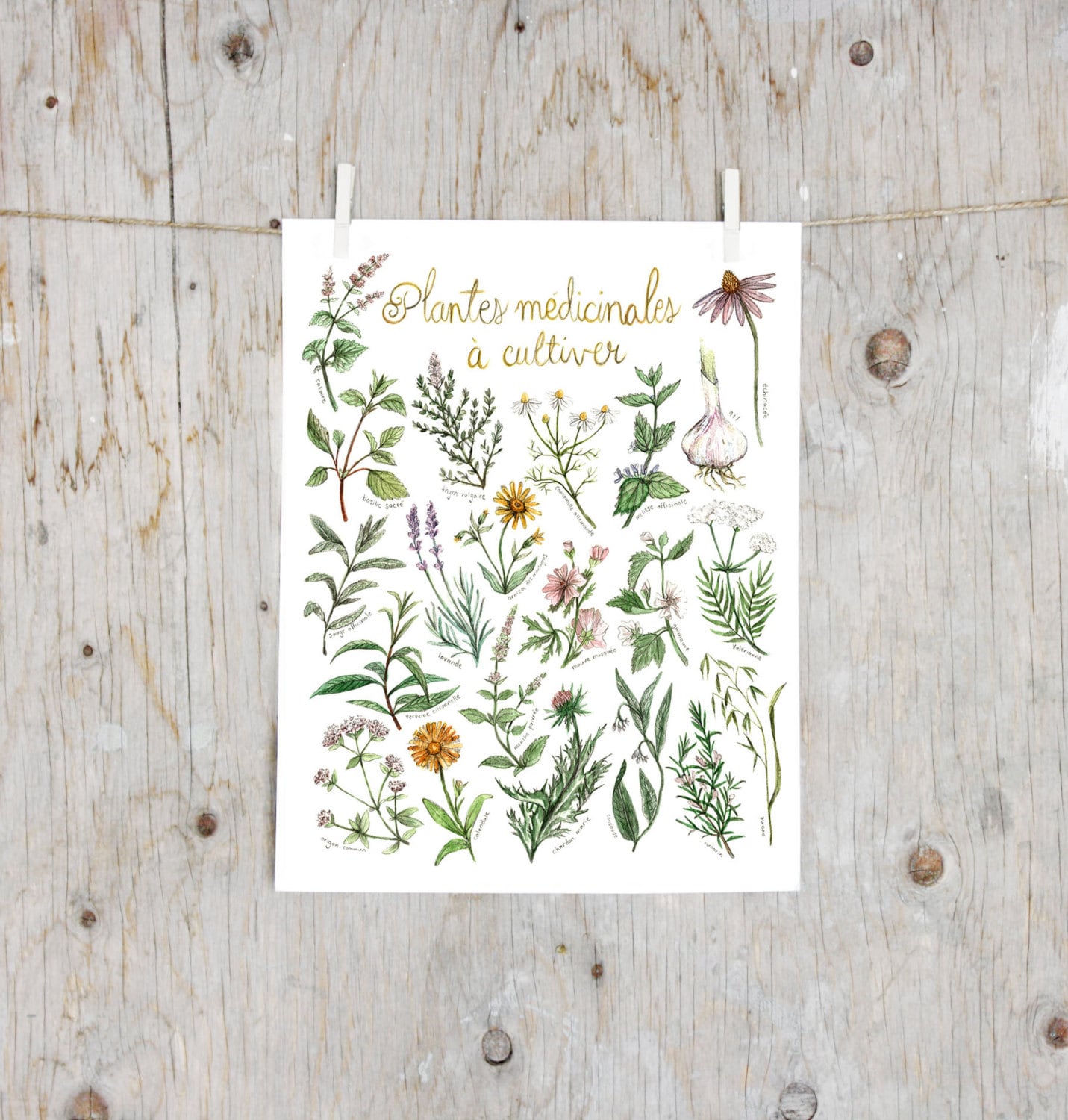Plantes mdicinales - Etsy Canada