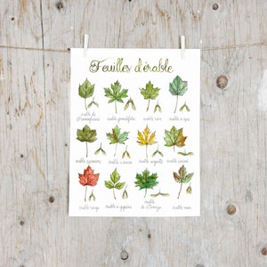 Print Maple Leaves | Poster botanical painting, tree leaf | Canada USA trees, North America's maple | Herbalism  | English OR French Poster