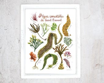 Print Edible plants by the St. Lawrence River | Poster botanical paintings, Print edible and medicinal plants | Wild foraging by the sea