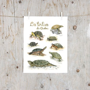 Print Turtles of Québec  | Watercolor turtles painting | Art mural Nature | Poster identification classification turtle | Educative gift