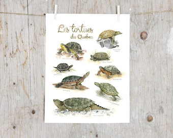 Print Turtles of Québec  | Watercolor turtles painting | Art mural Nature | Poster identification classification turtle | Educative gift