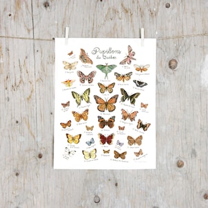 Print Quebec Butterflies | Natural sciences art | Art mural Identification Print | Poster identification classification | Canada nature art