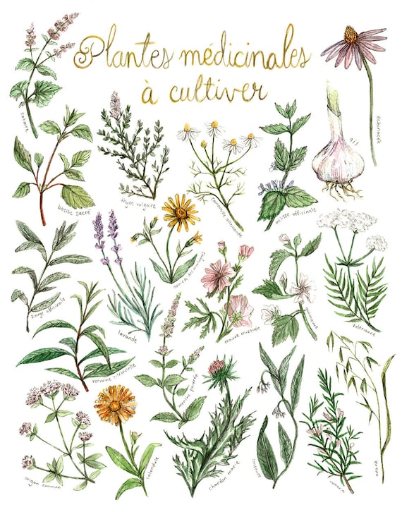 Print Medicinal Plants to Grow | Poster Botanical Paintings, Print Medicinal  Plants, Herbalism | Gardening | Alternative Medicine - Etsy
