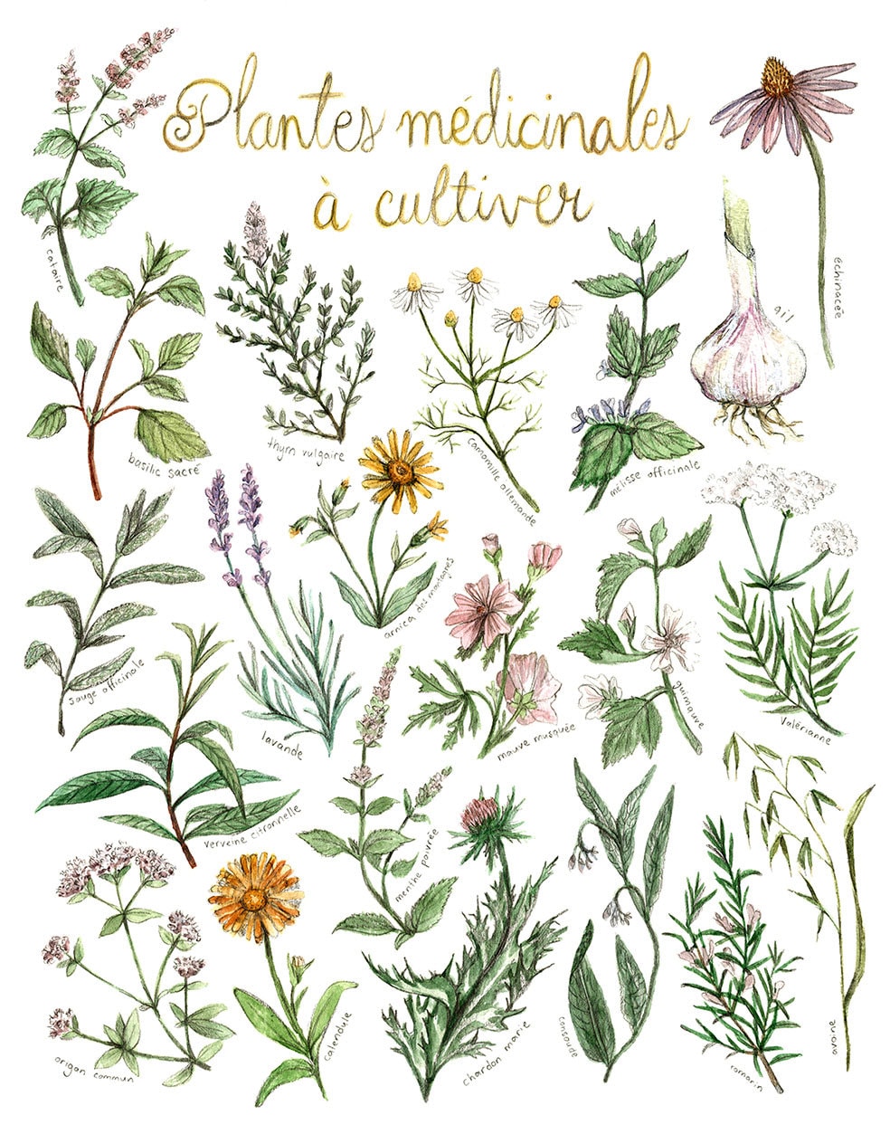 Kit Cadeau Graines De Plantes Médicinales Européennes - 12 Herbes Traditionnelles Pour Jardin Bio