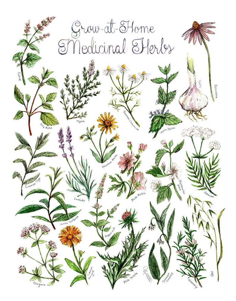 GrowatHome Medicinal Herbs Print Botanical Poster Etsy