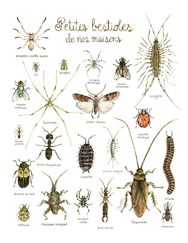 Home of insects online