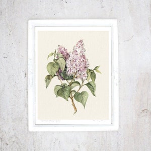 Print Lilac | Illustration Art Print | Poster | Rustic vintage botanical poster | Spring flower | Art kitchen, Veranda, Living room