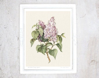 Print Lilac | Illustration Art Print | Poster | Rustic vintage botanical poster | Spring flower | Art kitchen, Veranda, Living room