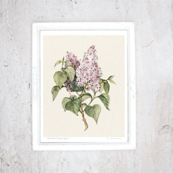 Imprimé Lilas | illustration art print | Petit poster | Poster botanique Rustique Vintage | Fleurs | Décoration Véranda Cuisine