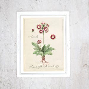 May include: A framed botanical print of an Auricula flower. The illustration shows the plant with green leaves, a stem, and red and white flowers. The print is in a white frame, suitable for a home or garden setting.