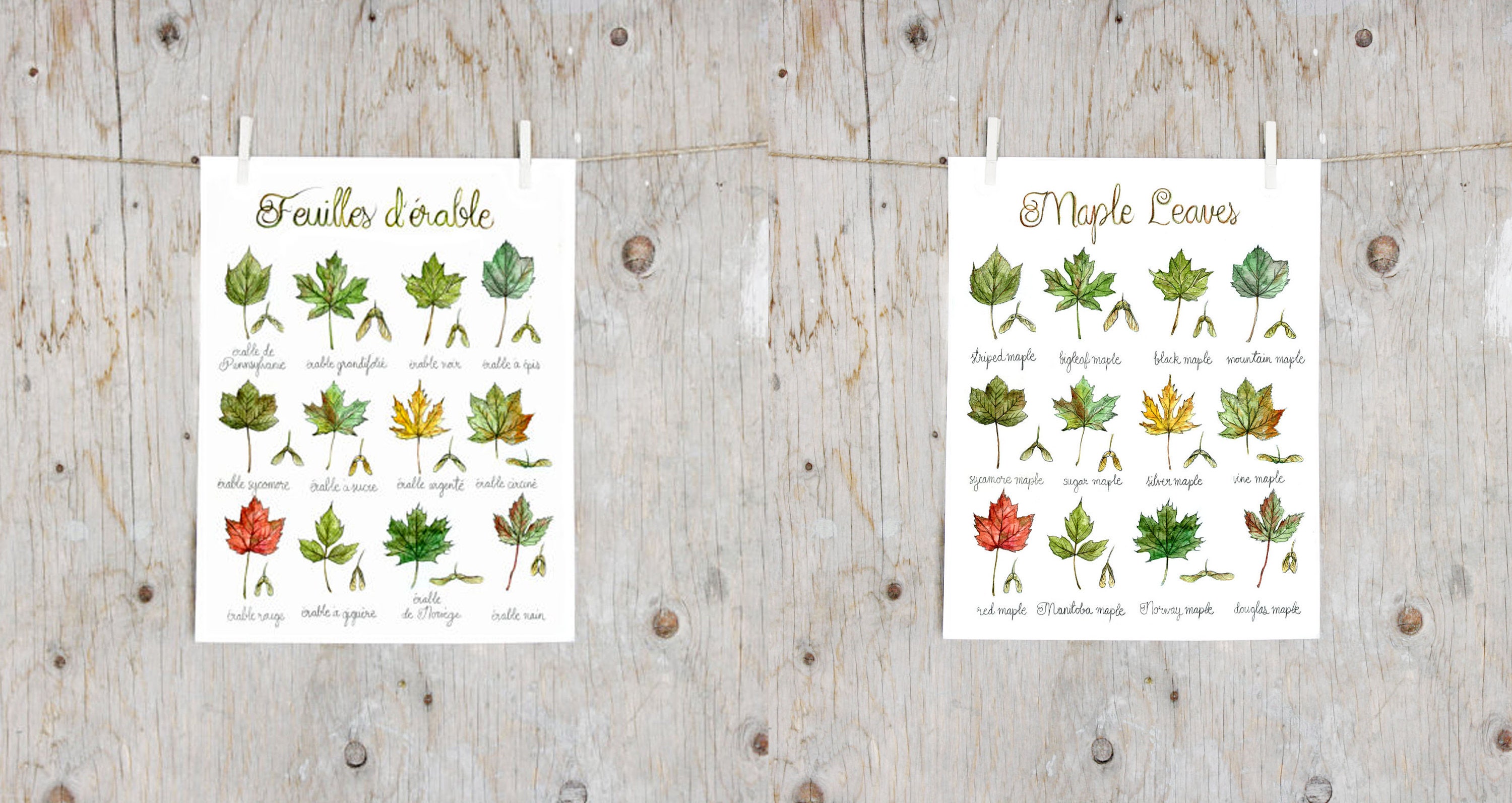 Print Maple Leaves Poster botanical painting, tree leaf Canada USA trees,  North Americas maple Herbalism English OR French Poster - Etsy 日本