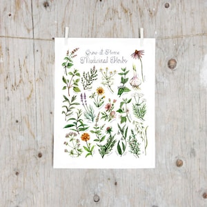 Heilkräuter zum Selbstanbauen drucken | Botanisches Poster | Heilpflanzenmalerei | Kräuterkunde, Gartenarbeit, Hexerei | Alternative Medizin