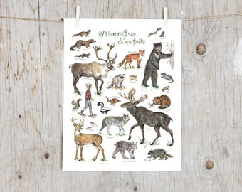 Print Forest mammals  | Natural sciences art | Art mural Identification Print | Poster identification classification | Gift hunter trapper