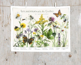 Print Pollinating Insects and Honey Plants | Science poster | Natural History Art | Poster identification classification Bugs Insect