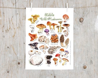 Print Edible Wild Mushroom | Mushroom print | Botanicals kitchen art, kitchen decor kitchen art | Educational English poster | Mycology gift