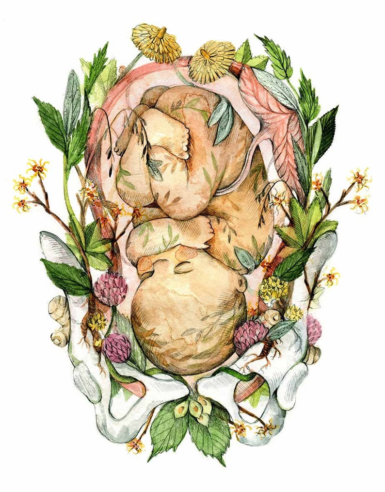 Print Blooming baby Poster Anatomical and Botanical painting Pregnancy Flowered Foetus Baby Shower, Child Birth, Doula, Midwife Pâle / Light