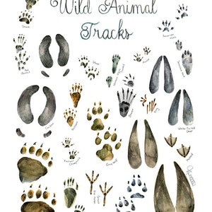 Print Wild Animal Tracks Watercolor painting Art mural Identification Print Poster identification classification Gift hunter trapper image 5