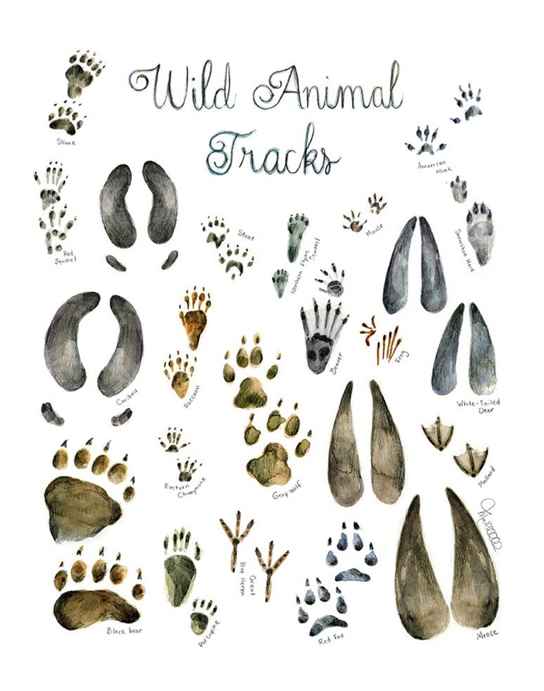 Print Wild Animal Tracks Watercolor painting Art mural Identification Print Poster identification classification Gift hunter trapper image 5