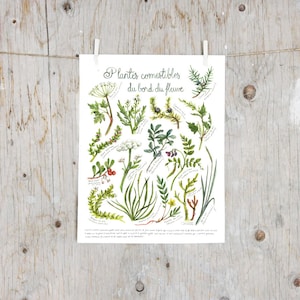 Print Edible plants by the St. Lawrence River | Poster botanical paintings, Print edible and medicinal plants | Wild foraging by the sea