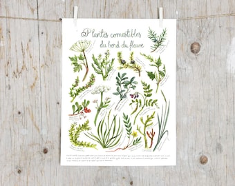 Print Edible plants by the St. Lawrence River | Poster botanical paintings, Print edible and medicinal plants | Wild foraging by the sea