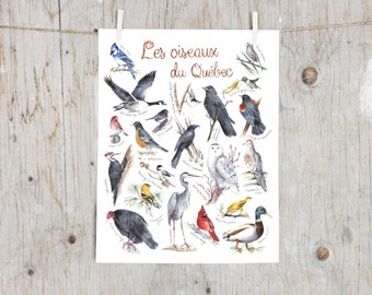 Print birds of Québec | Watercolor birds painting | Nature Art Print | Poster identification classification Birds | Gift ornithologist