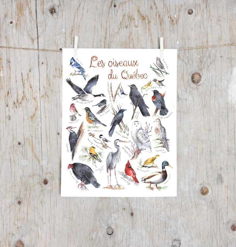 Les Oiseaux Du Québec Guide D Identification