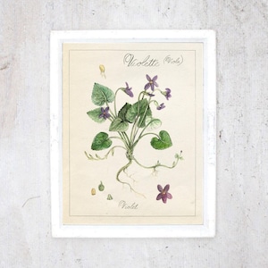 May include: A framed botanical print of a violet plant. The illustration shows purple flowers, green leaves, and the word "Violette" in script. The print is in a white frame.