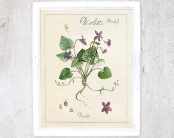 Violet poster | Illustration Art Print | Rustic vintage botanical | Cottage Core | Art kitchen, Veranda, Living room | Mathilde Cinq-Mars