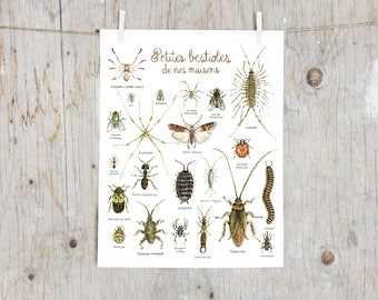 Print Common household bugs | Watercolor Insects painting | Natural History Art mural | Poster identification classification Bugs Insect