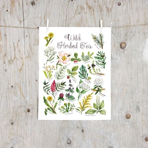 Print Wild Herbal Tea | Poster botanical painting, Print medicinal plants, Herbalism , Flower tea | Witch Witches | Plant Educative poster