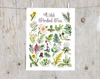 Print Wild Herbal Tea | Poster botanical painting, Print medicinal plants, Herbalism , Flower tea | Witch Witches | Plant Educative poster
