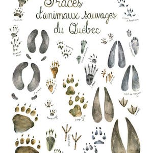 Print Wild Animal Tracks Watercolor painting Art mural Identification Print Poster identification classification Gift hunter trapper image 2