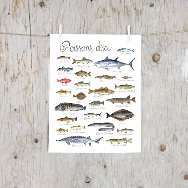 Imprimé Poissons du Québec | Poster planche identification poissons | Art Poster Guide Poissons | Cadeau pêcheur | Décoration poster chalet