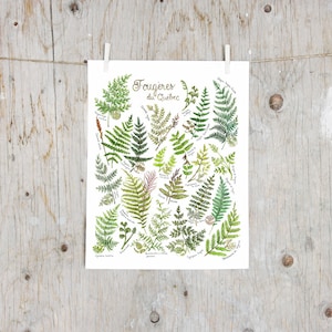 Print Ferns of Quebec | Poster botanical paintings, Poster fern l Watercolor plants Illustration |