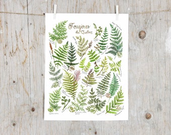 Print Ferns of Quebec | Poster botanical paintings, Poster fern l Watercolor plants Illustration |