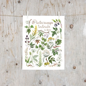 Imprimé Plantes sauvages tinctoriales du Québec | Poster planche botanique, Affiche plantes pour teinture naturelle, Fleurs textile |