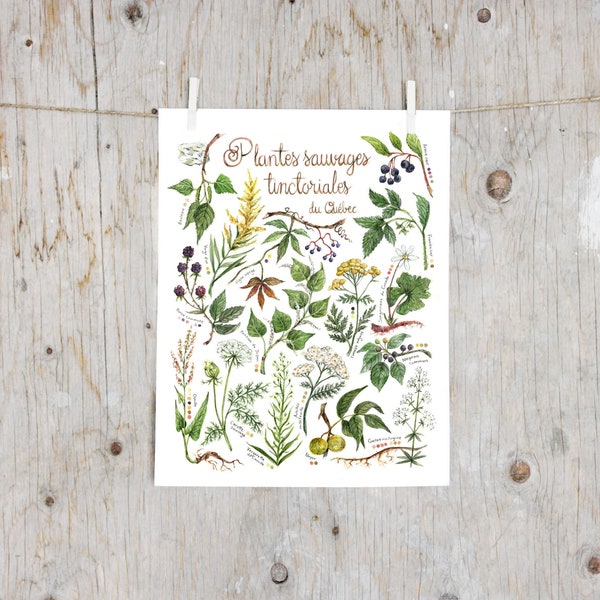 Imprimé Plantes sauvages tinctoriales du Québec | Poster planche botanique, Affiche plantes pour teinture naturelle, Fleurs textile |