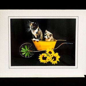 Zomer Kitten Kaart-Kittens in Kruiwagen-Alle Gelegenheid Wenskaart voor Kattenliefhebbers