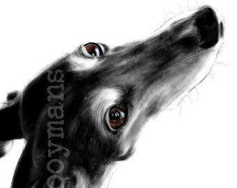 Greyhounds, greyhound art,black Galgo, black greyhound, Sighthound, Whippet, print 8x12 inch