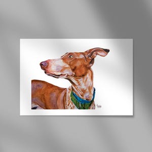 podenco print, podenco canario print, podenco art,Podenco Canario Ilias, ibizian hound print, ibizian hound art