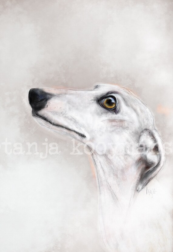 Greyhound Galgo Galgo Espagnol Whippet Iggy Sighthounds Etsy