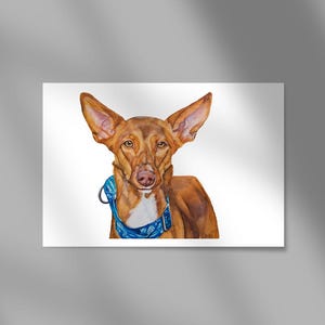 Podenco Andaluz Druck, Ibizan Hound Druck, Windhund Druck, Windhund Kunst, Podenco Kunst, Podenco Druck,