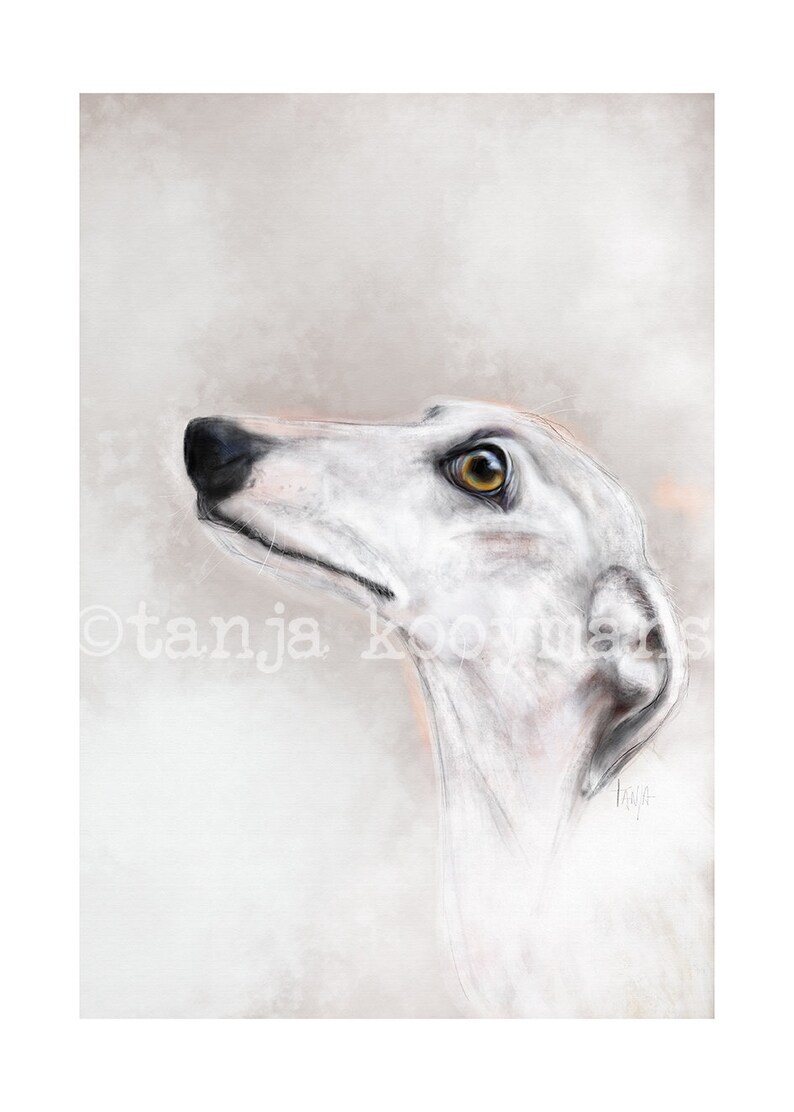 Whippet Dog Greyhound sighthounds Art print size 8x12 inch Galgo Espag\u00f1ol Iggy Galgo